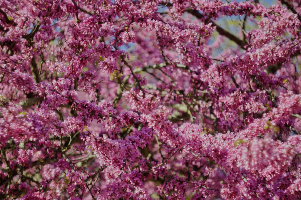 unsplash_498IGhFcIDc_cercis.jpg.webp