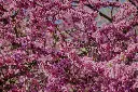 unsplash_498IGhFcIDc_cercis.jpg.webp