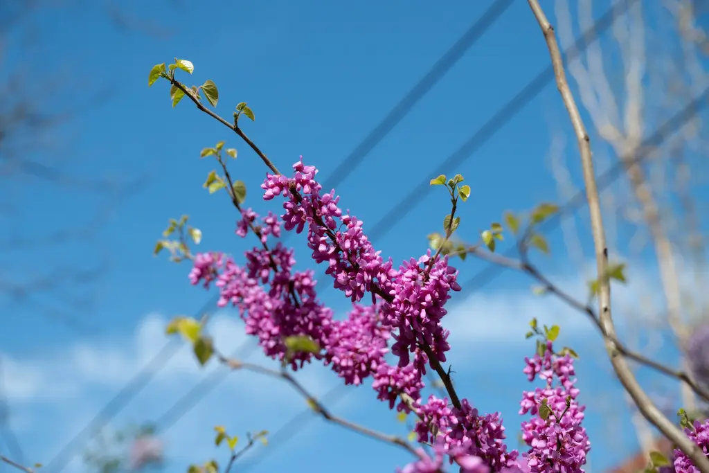 unsplash_IeEB98G3620_cercis.webp