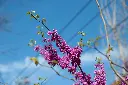 unsplash_IeEB98G3620_cercis.webp