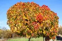 Liquidambar styraciflua Gumball-AdobeStock_240535505.webp
