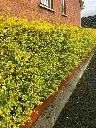 Ligustrum ovalifolium Aureum -haie.webp