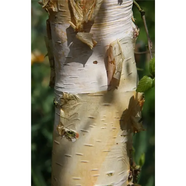 Betula Pendula Spider Alley-tronc.webp