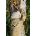 Betula Pendula Spider Alley-tronc.webp