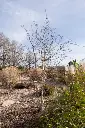Betula Pendula Spider Alley-3.webp