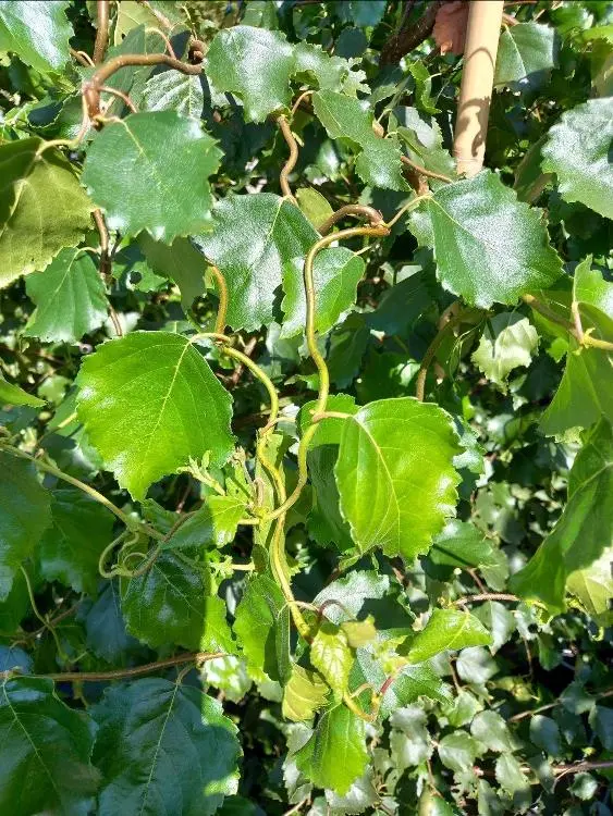 Betula Pendula Spider Alley-feuill.webp