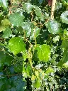 Betula Pendula Spider Alley-feuill.webp