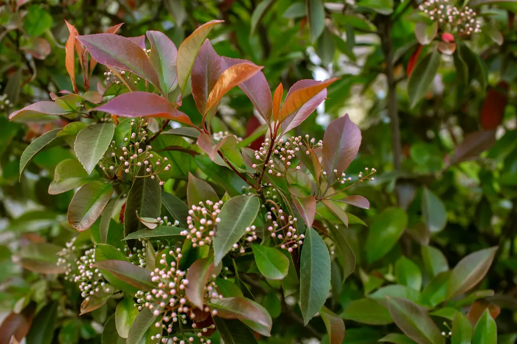unsplash_YjymW2Acarc_photinia.webp