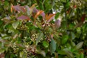 unsplash_YjymW2Acarc_photinia.webp