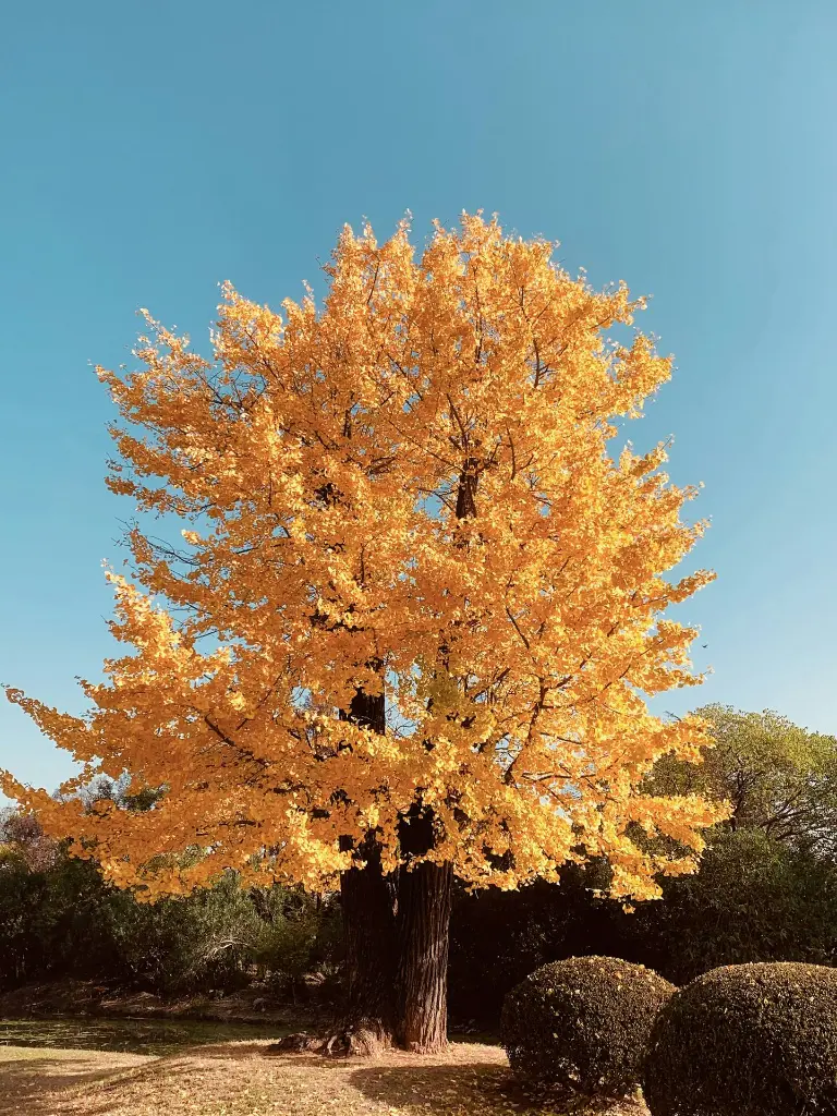 unsplash_99n-8J62UbQ_Ginkgo biloba.webp