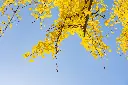 unsplash_FlnkDeL9kCo_ginkgo.jpg.webp
