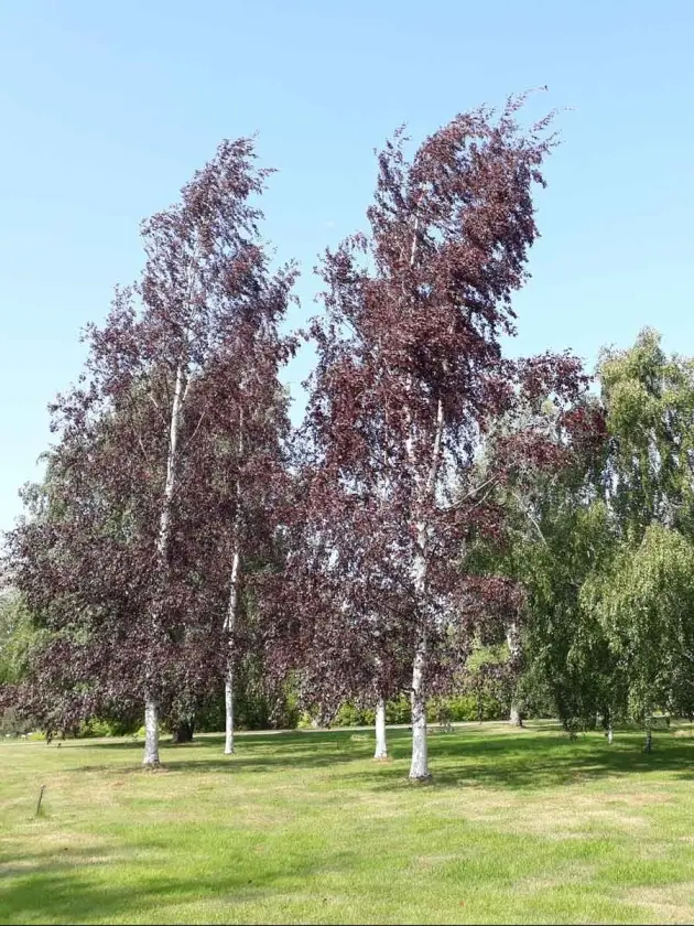 Betula pendula Purpurea-1.webp