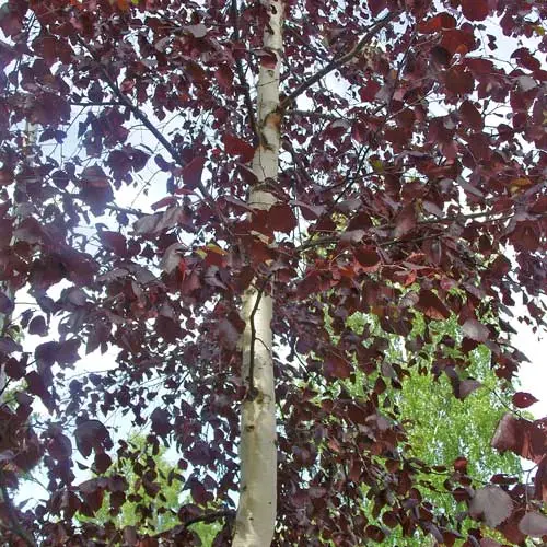 Betula pendula Purpurea-feuill.webp
