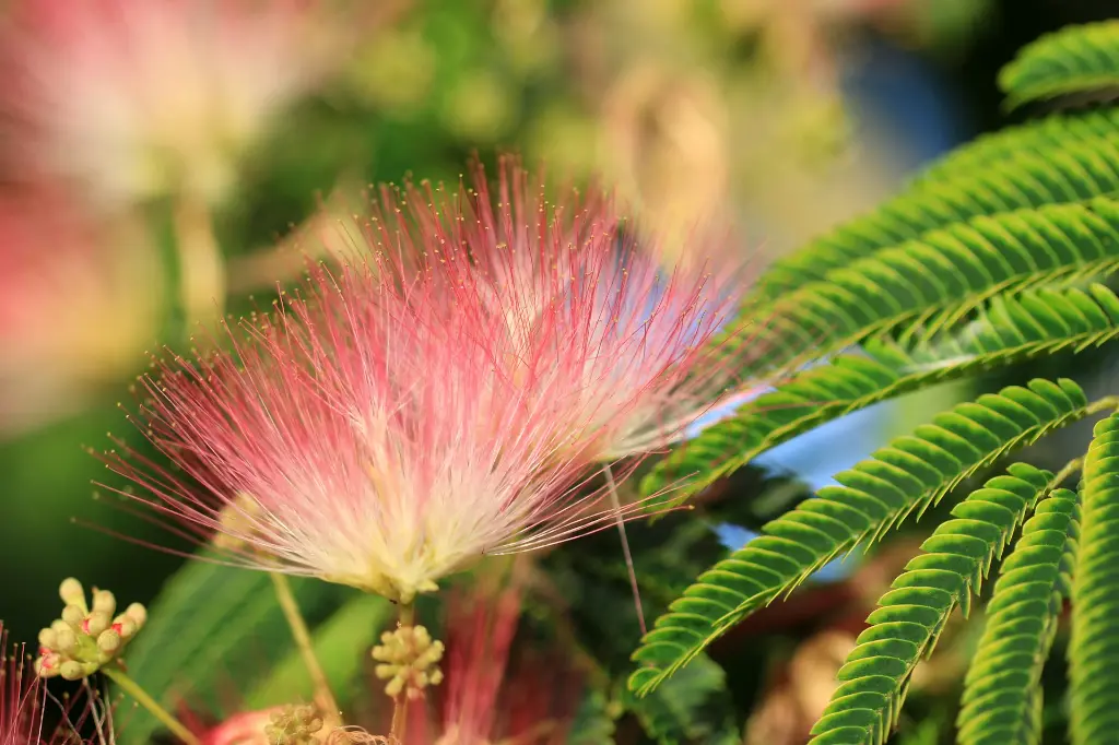 unsplash_AzuYy3vc2nI_albizia.jpg.webp