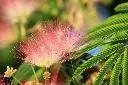 unsplash_AzuYy3vc2nI_albizia.jpg.webp