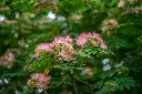 unsplash_n4r4PfWTw5A_albizia.webp