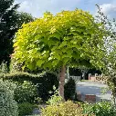 Catalpa bignonioides Aurea-dt.webp