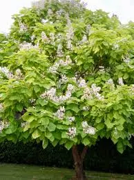 Catalpa bignonioides Aurea-fleurs.webp