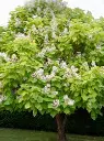 Catalpa bignonioides Aurea-fleurs.webp