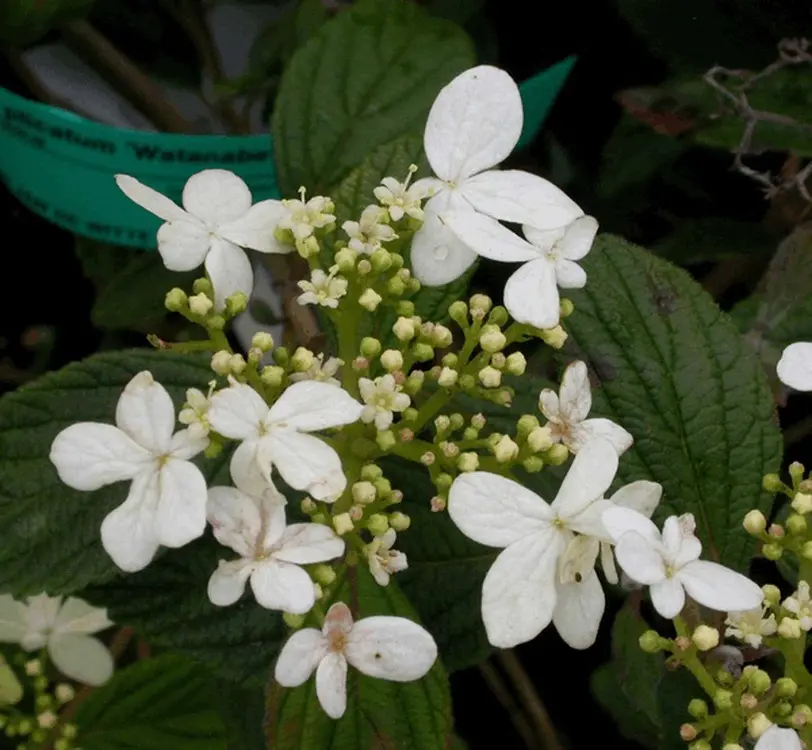 VIBUWAT01_G002_01.webp