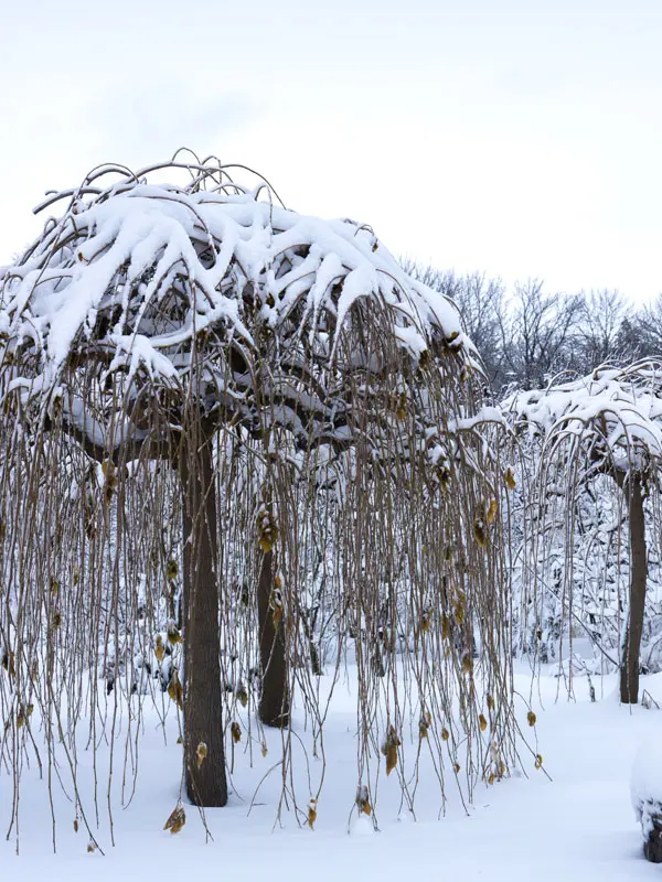 Morus alba Pendula -hiver.webp