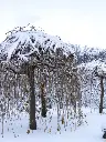 Morus alba Pendula -hiver.webp