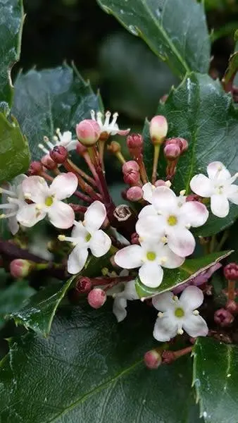Ilex meserveae Blue Maid-fleurs.webp