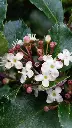 Ilex meserveae Blue Maid-fleurs.webp