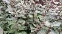 elaeagnus-ebb-jeunes-f-AdobeStock_330145819.webp
