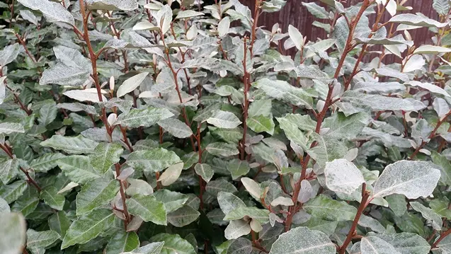 elaeagnus-ebb-jeunes-f-AdobeStock_330145819.webp