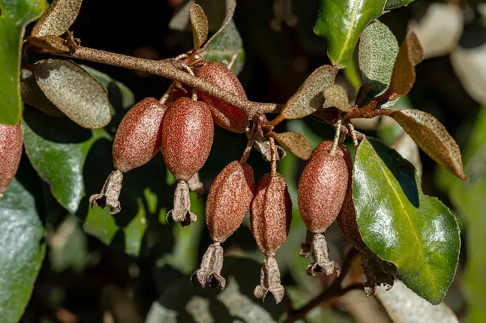 elaeagnus-ebb-fruits-AdobeStock_587728088.webp