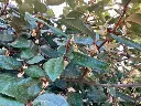 elaeagnus-ebb-fleurs-AdobeStock_640034020.webp
