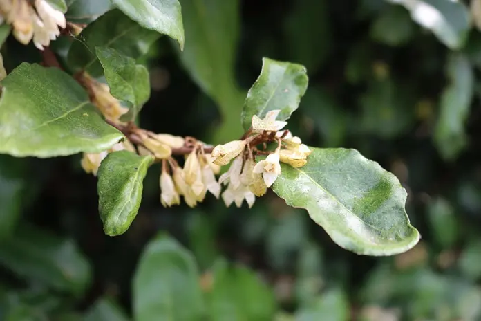 elaeagnus-ebb-fleurs-AdobeStock_465910121.webp