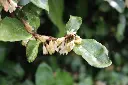 elaeagnus-ebb-fleurs-AdobeStock_465910121.webp