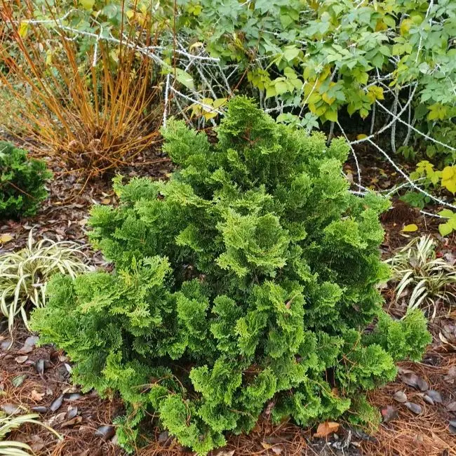 Chamaecyparis obtusa Nana Gracilis.webp
