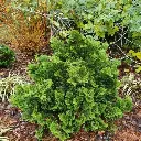 Chamaecyparis obtusa Nana Gracilis.webp