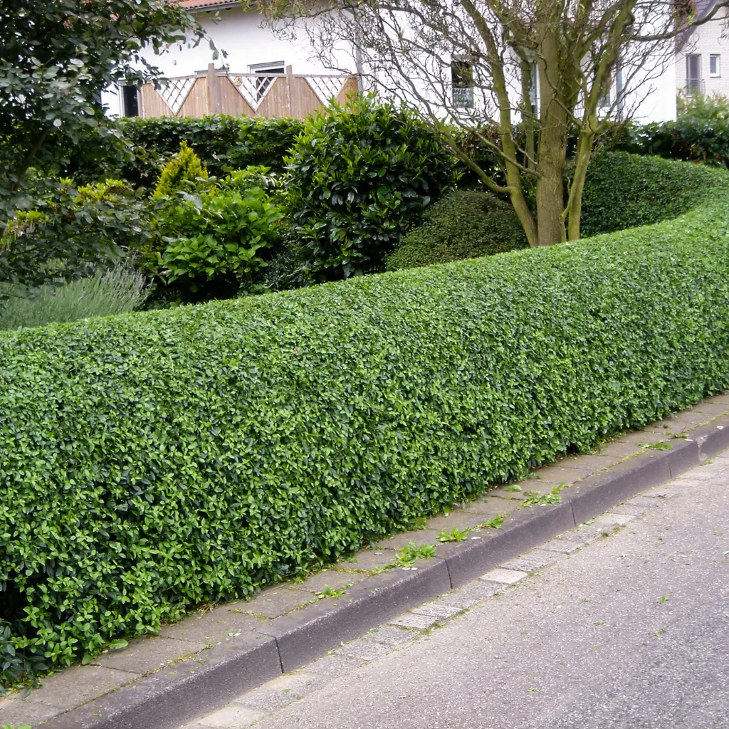 ligustrum-ovalifolium-haie.webp