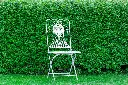 ligustrum-haie-AdobeStock_502526335.webp