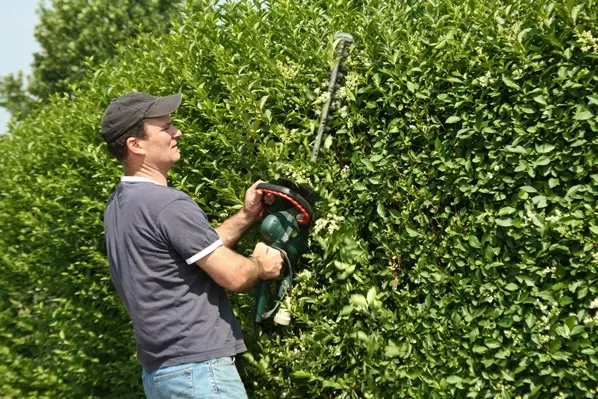 ligustrum-taille-AdobeStock_23808744.webp