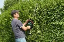 ligustrum-taille-AdobeStock_23808744.webp