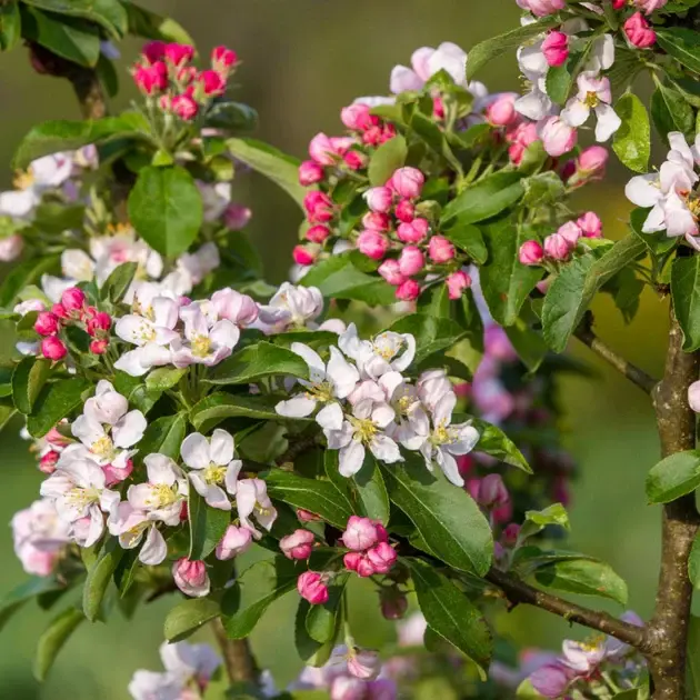 Malus Golden Hornet-fleurs.webp