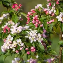 Malus Golden Hornet-fleurs.webp