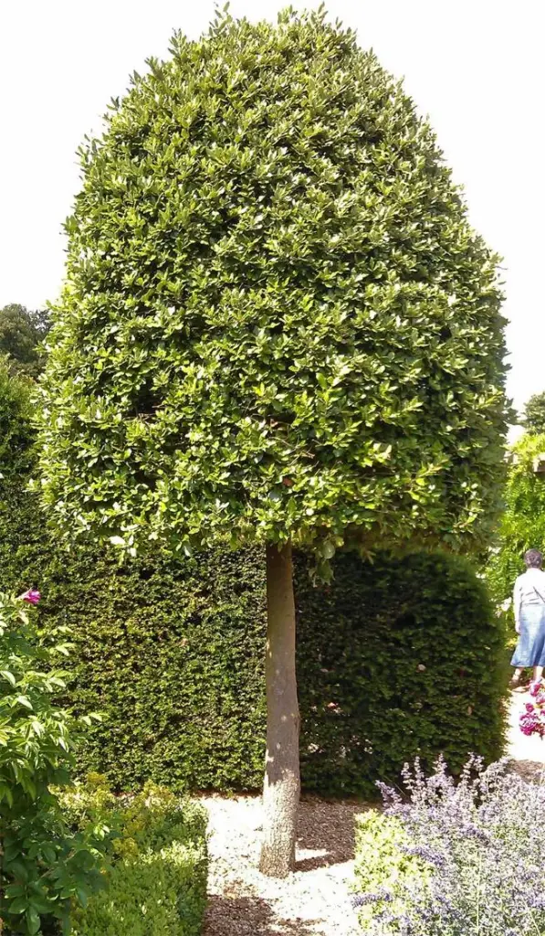 Quercus ilex-topiaire.webp