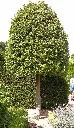 Quercus ilex-topiaire.webp