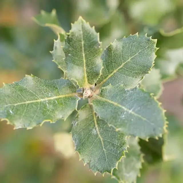 Quercus ilex-feuille.webp