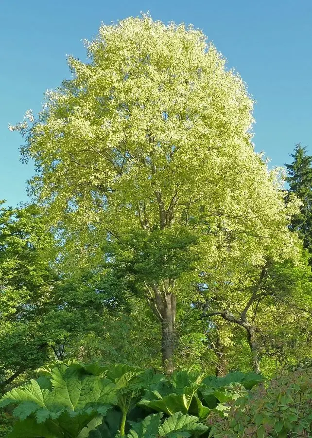 Liriodendron tulipifera Aureomarginatum-arbre.webp