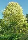 Liriodendron tulipifera Aureomarginatum-arbre.webp
