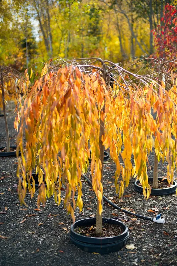 Prunus Snow Fountains Snofozam-dt-aut.webp