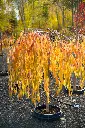 Prunus Snow Fountains Snofozam-dt-aut.webp