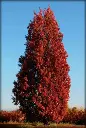 Quercus bimundorum Crimson.webp
